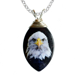 Eagle Portrait