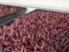 Growing Your Own Microgreens Workshop - 05.15.22, 11AM - 1PM