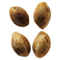 Weathered Islands 4 pack Lemon Sunshine Autoflower Feminized Seeds Cannabis