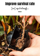 MH06710 Plant Root Box