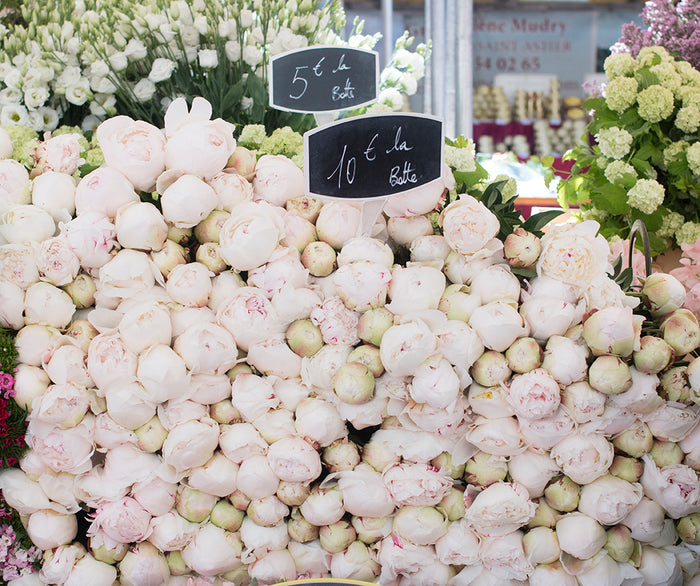 Paris Pink Peonies at The Market