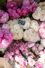 Paris Summer Peonies