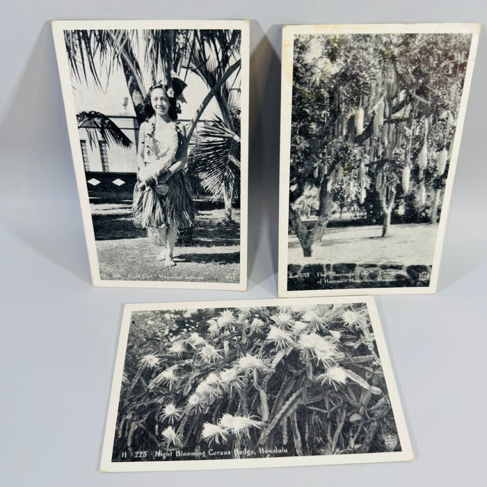 Vintage Hawaii Postcard Bundle | Honolulu Hula Girl, Sausage Tree, Night Blooming Cereus