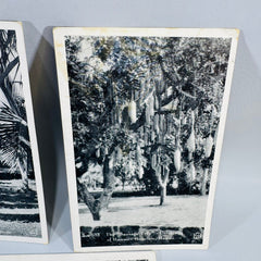Vintage Hawaii Postcard Bundle | Honolulu Hula Girl, Sausage Tree, Night Blooming Cereus