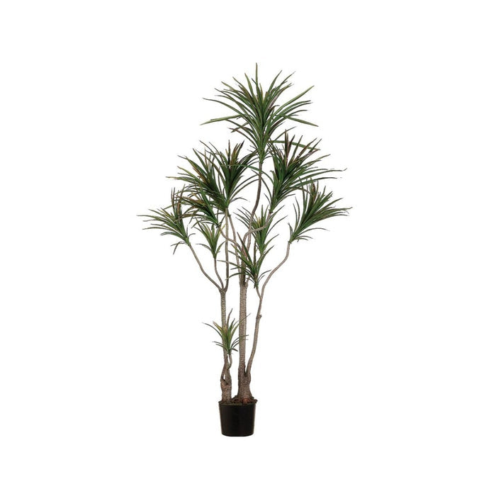 6' Dracaena Marginata Tree: Available at City Home PDX