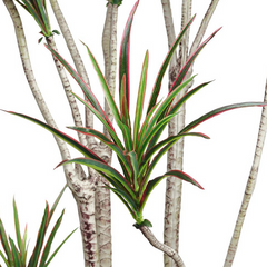 6' Dracaena Marginata Tree: Up-Close Product View