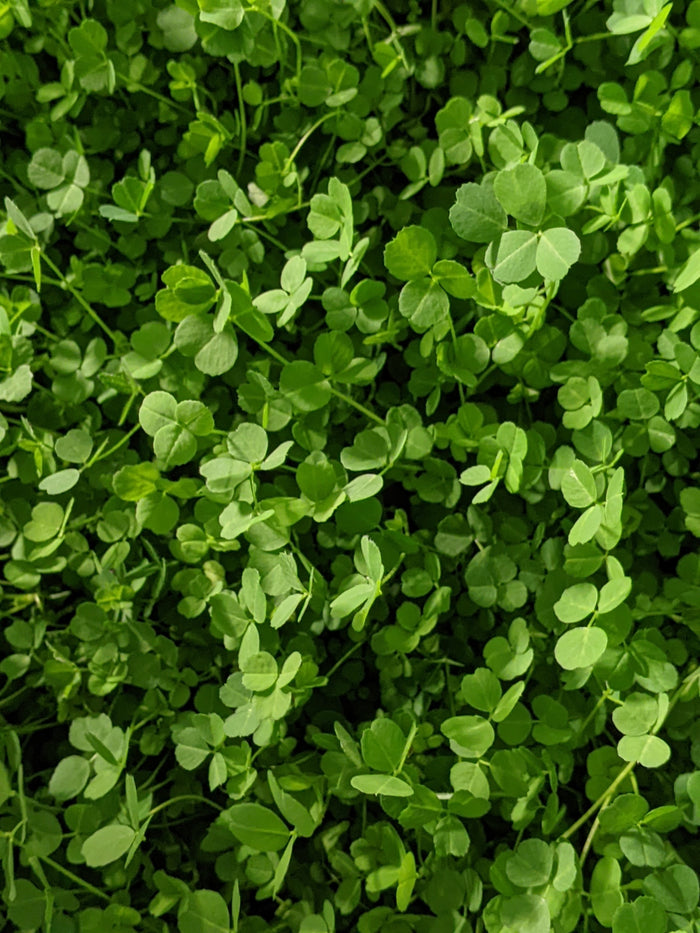 Growing Your Own Microgreens Workshop - 05.15.22, 11AM - 1PM