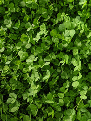 Growing Your Own Microgreens Workshop - 05.15.22, 11AM - 1PM