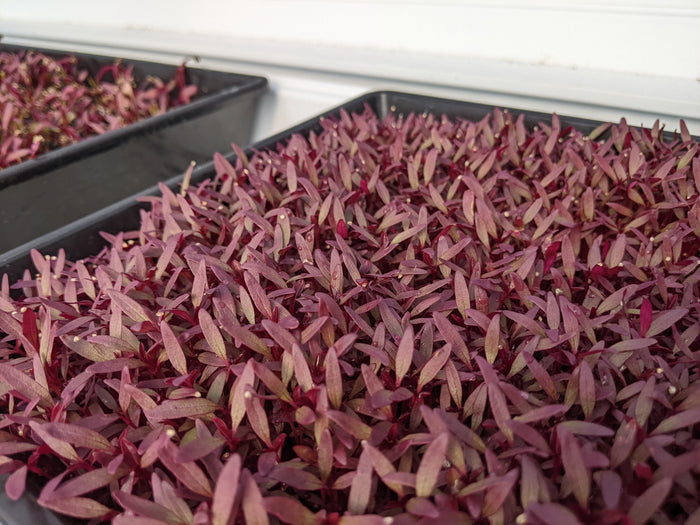 Growing Your Own Microgreens Workshop - 05.15.22, 11AM - 1PM