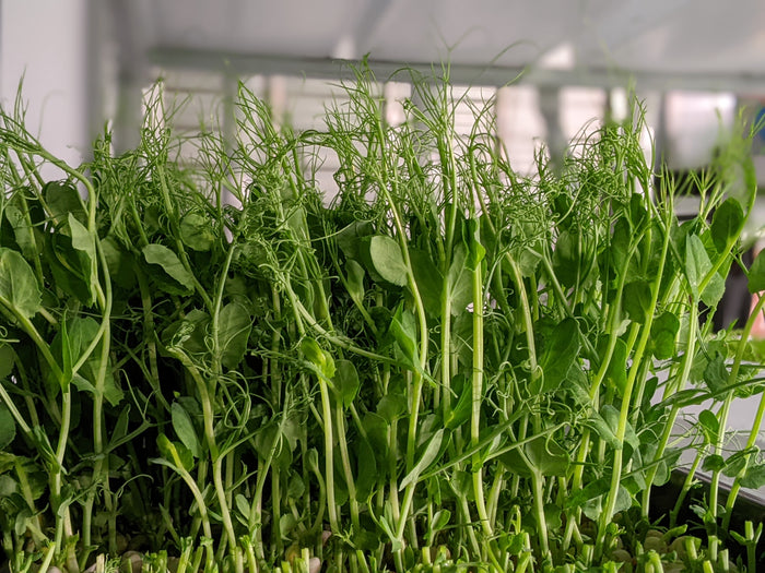 Growing Your Own Microgreens Workshop - 05.15.22, 11AM - 1PM
