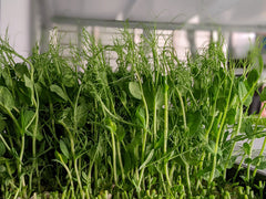 Growing Your Own Microgreens Workshop - 05.15.22, 11AM - 1PM