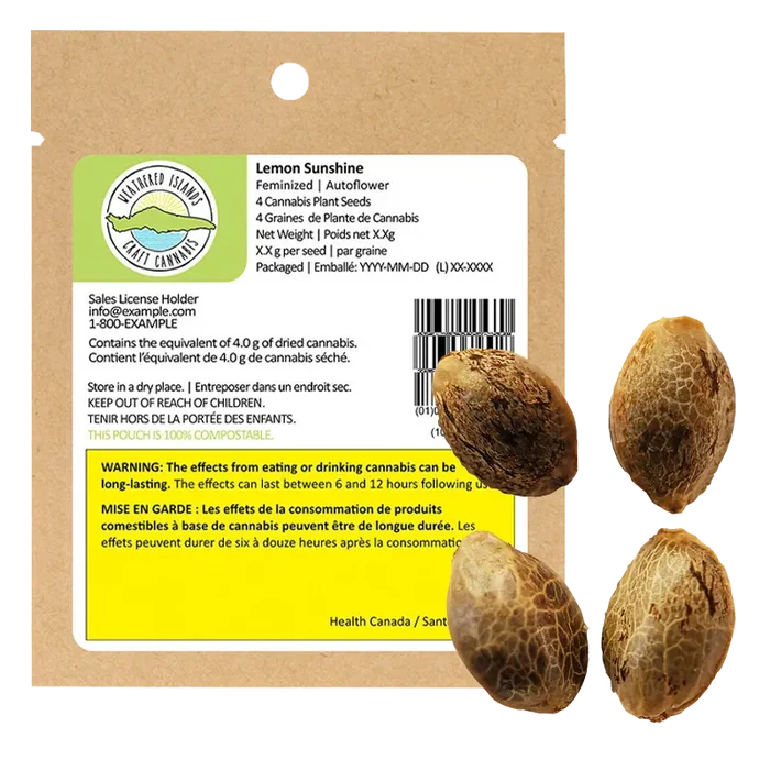 Weathered Islands 4 pack Lemon Sunshine Autoflower Feminized Seeds Cannabis