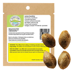 Weathered Islands 4 pack Lemon Sunshine Autoflower Feminized Seeds Cannabis
