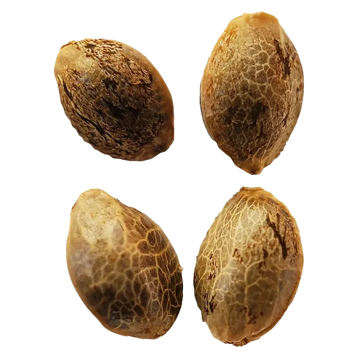 Weathered Islands 4 pack Lemon Sunshine Autoflower Feminized Seeds Cannabis