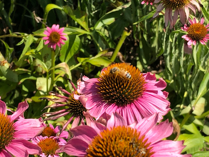Native Pollinator Workshop with Siller Pollinator Company - Saturday, 07.22.23, 1PM - 3PM