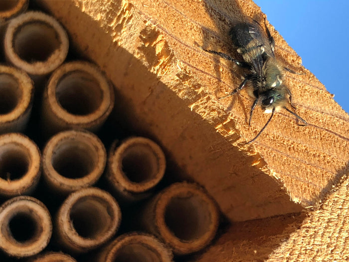 Native Pollinator Workshop with Siller Pollinator Company - Saturday, 07.22.23, 1PM - 3PM