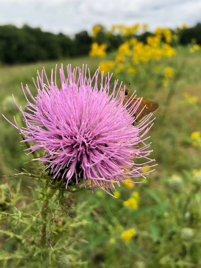 Native Pollinator Workshop with Siller Pollinator Company - Saturday, 07.22.23, 1PM - 3PM