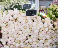 Paris Pink Peonies at The Market