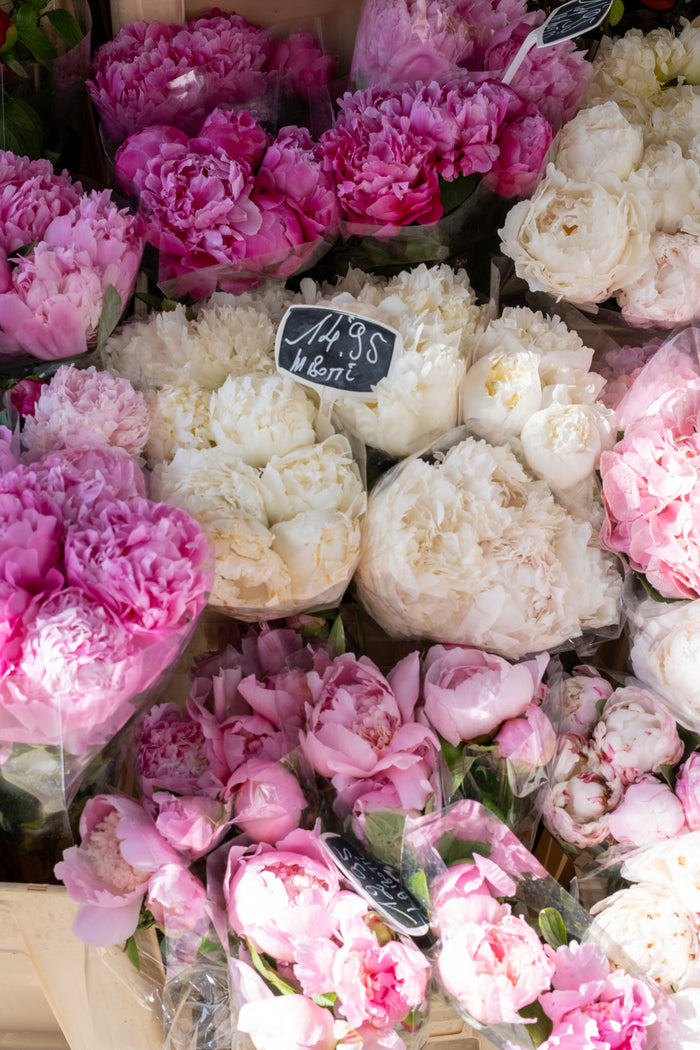 Paris Summer Peonies