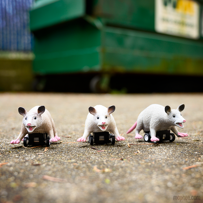 Racing Possums - TREEHOUSE kid and craft
