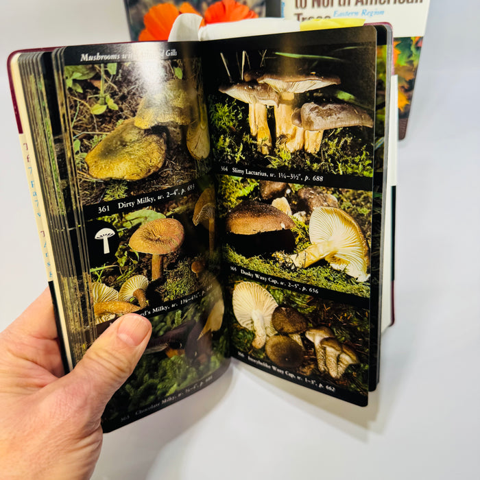 Vintage Audubon Field Guide Bundle Mushrooms Wildflowers Trees Knopf Nature Books 1980s