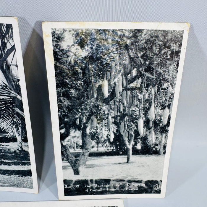 Vintage Hawaii Postcard Bundle | Honolulu Hula Girl, Sausage Tree, Night Blooming Cereus