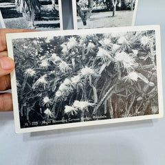 Vintage Hawaii Postcard Bundle | Honolulu Hula Girl, Sausage Tree, Night Blooming Cereus